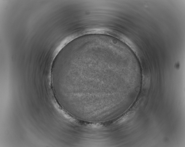 X0000089340994200706221114