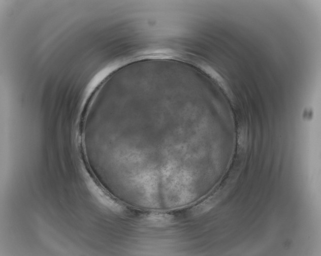X0000089341466200706221107