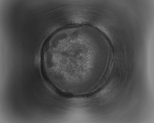 X0000089340630200706291002