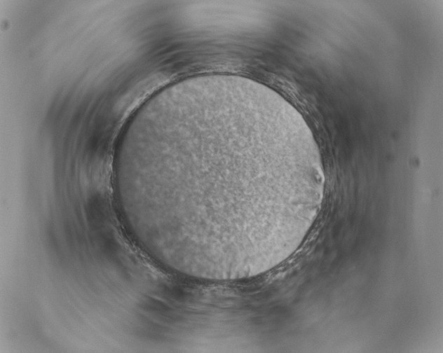 X0000089340146200707061008