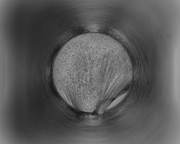 X0000089340365200707131516