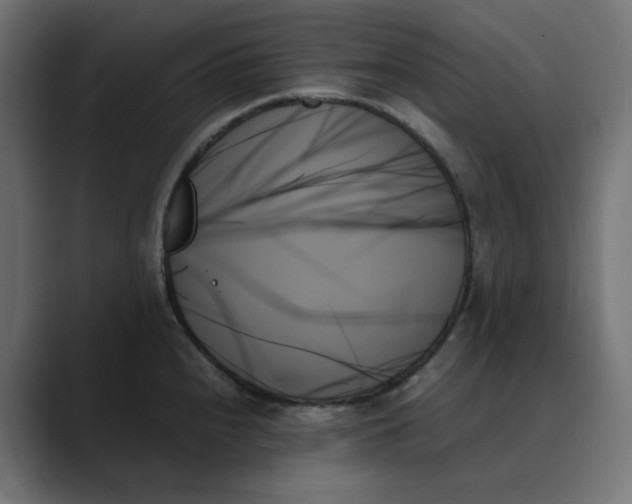 X0000089351240200706291015