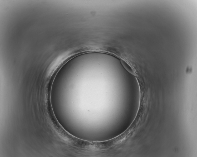 X0000089360103200706221208