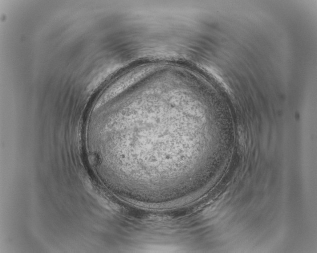 X0000089360487200707061053