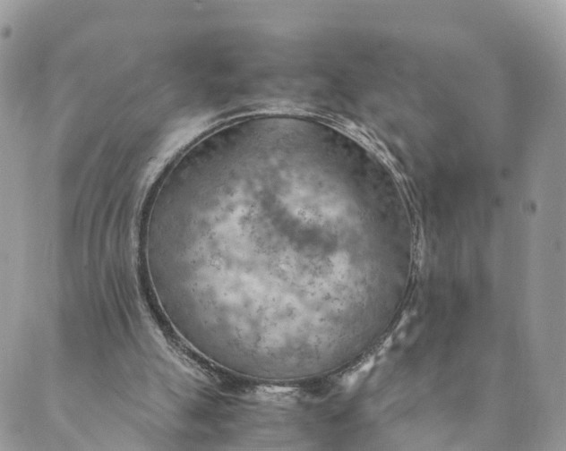 X0000089370055200707061124