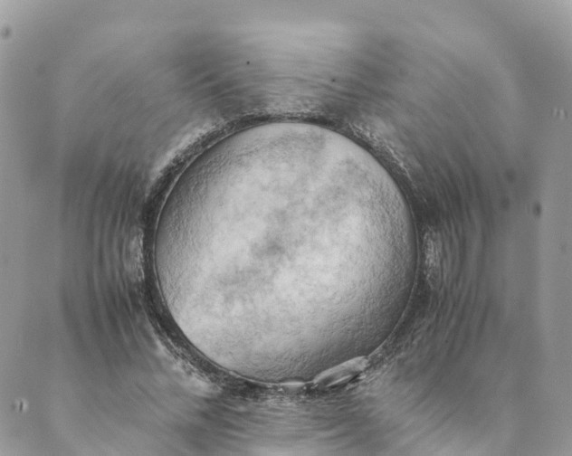 X0000089370684200707061115