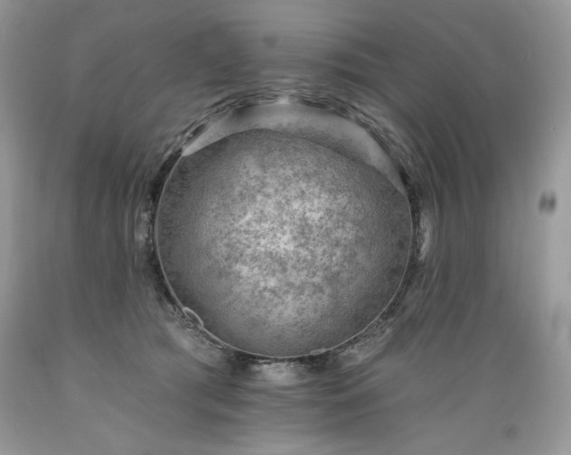 X0000089380417200706221259