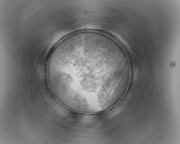 X0000089381266200706221246