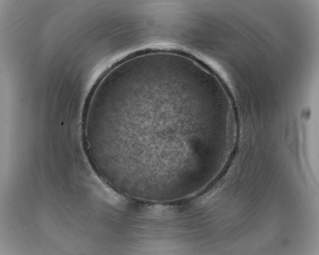 X0000089381327200706221245
