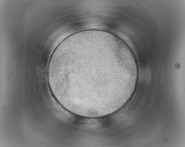 X0000089381338200706221245