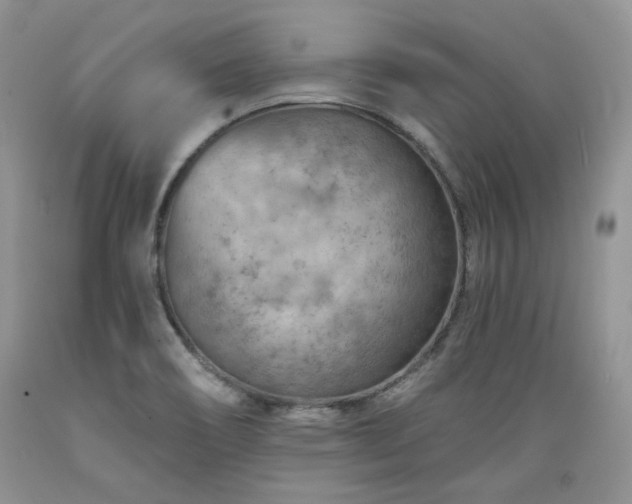 X0000089381466200706221242