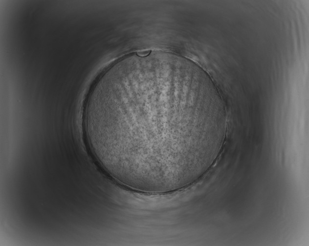 X0000089380006200706291325
