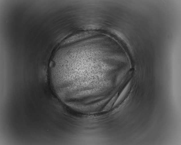 X0000089381217200706291311