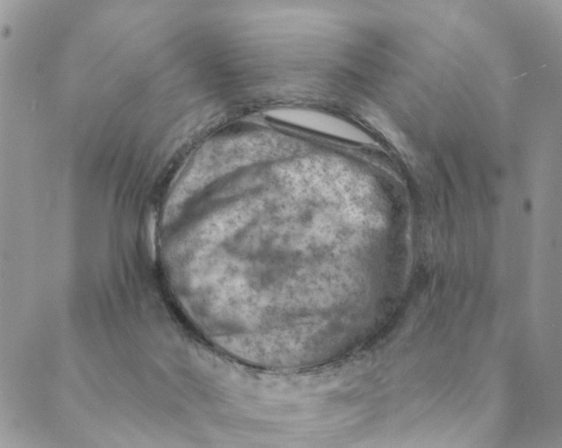 X0000089380022200707061150