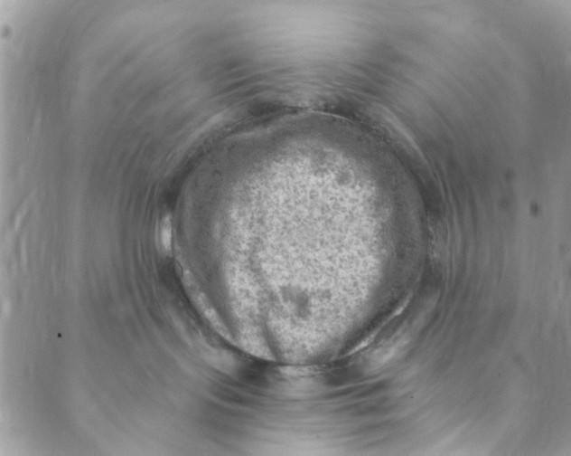 X0000089380095200707061150