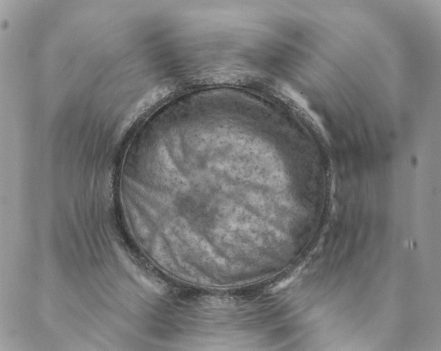 X0000089380250200707061146