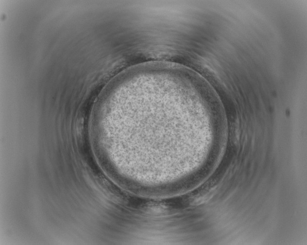 X0000089380263200707061146