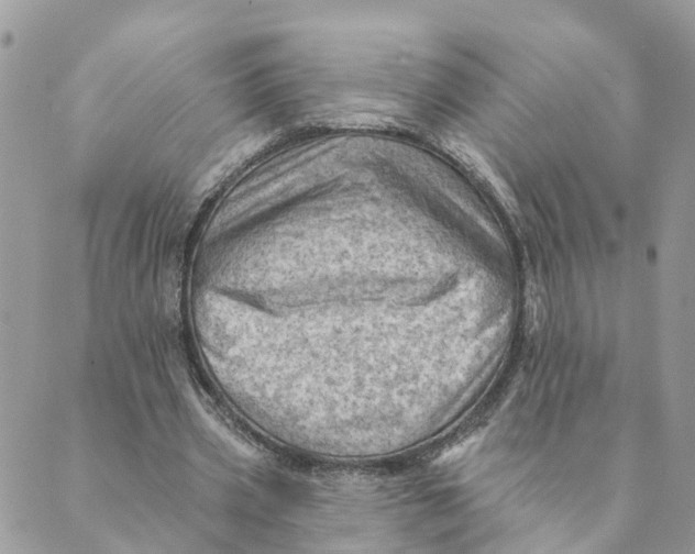 X0000089380533200707061141