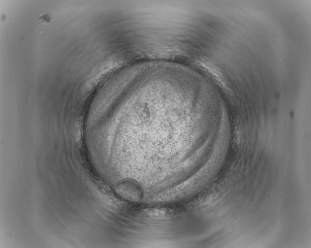 X0000089380687200707061139