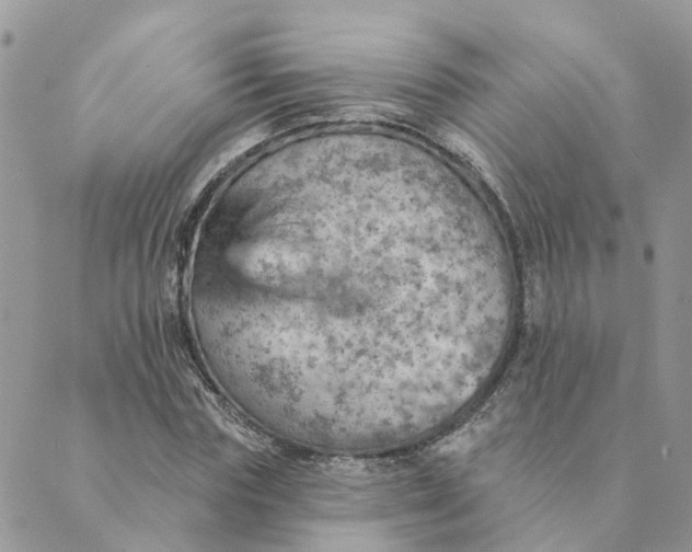 X0000089380827200707061137