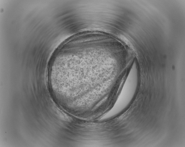 X0000089381076200707061133