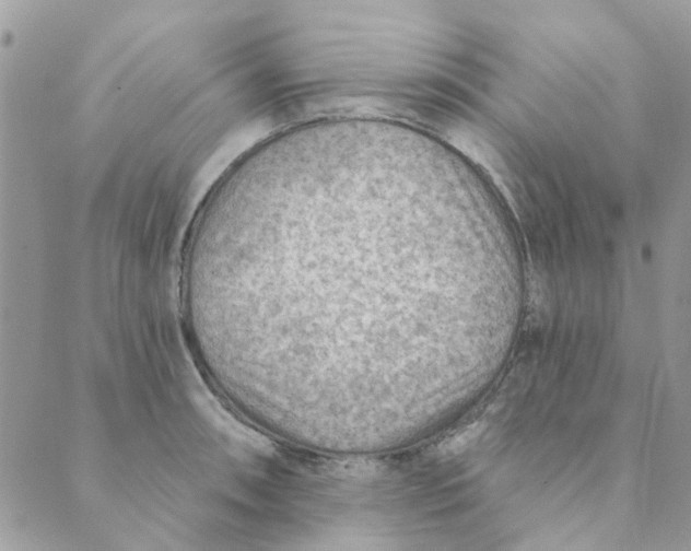 X0000089381090200707061133