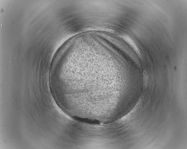 X0000089381100200707061133