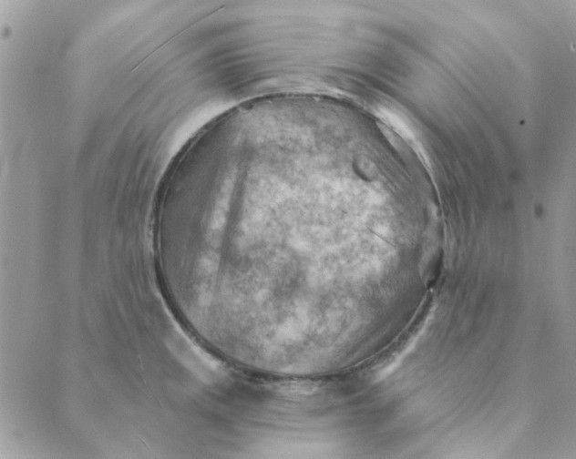 X0000089381141200707061132