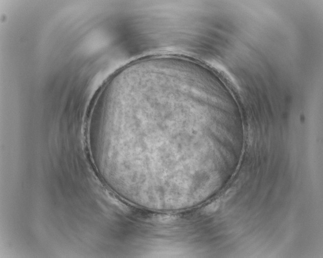 X0000089381278200707061130