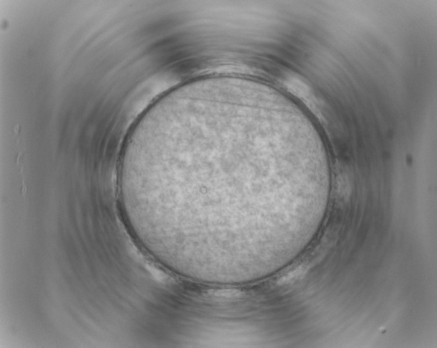 X0000089381282200707061130