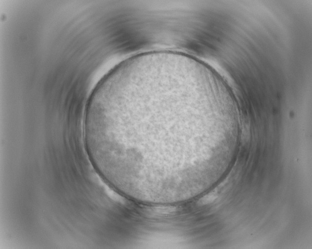 X0000089381294200707061130