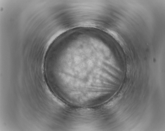 X0000089381331200707061129