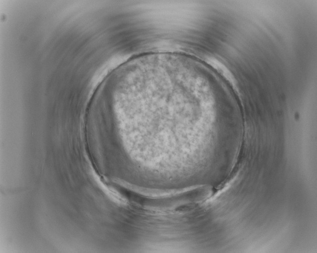 X0000089381429200707061128