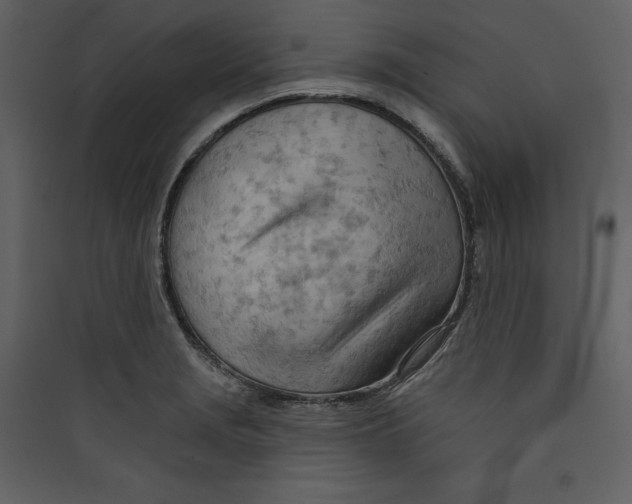 X0000089381229200707131651