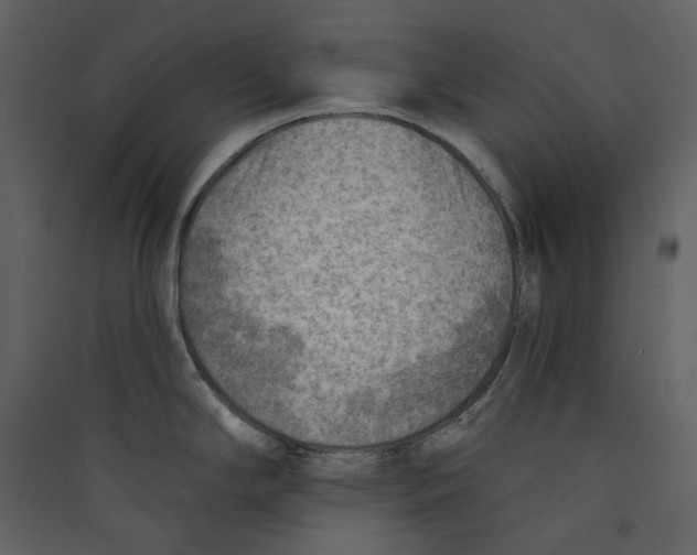 X0000089381294200707131650