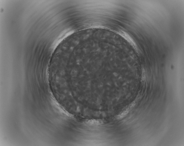 X0000089400806200707061227