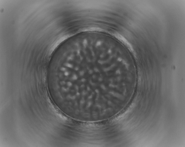 X0000089410945200707061250
