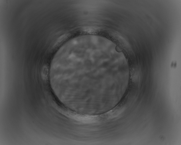 X0000089410036200707131810