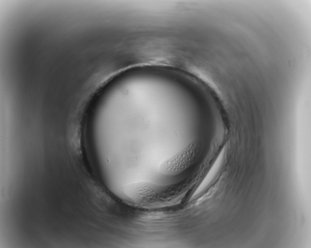 X0000089421455200706221144