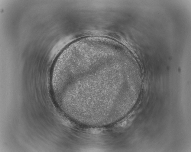 X0000089420103200706291043