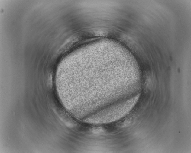 X0000089420262200706291040