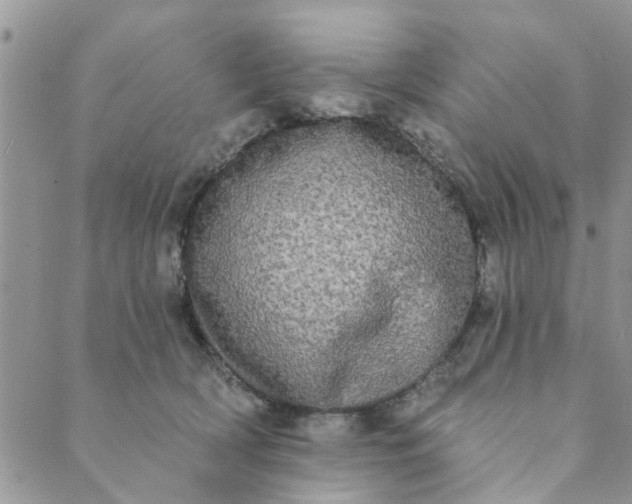 X0000089420418200706291038