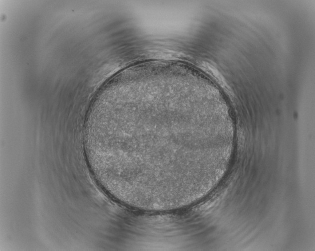 X0000089420433200706291037