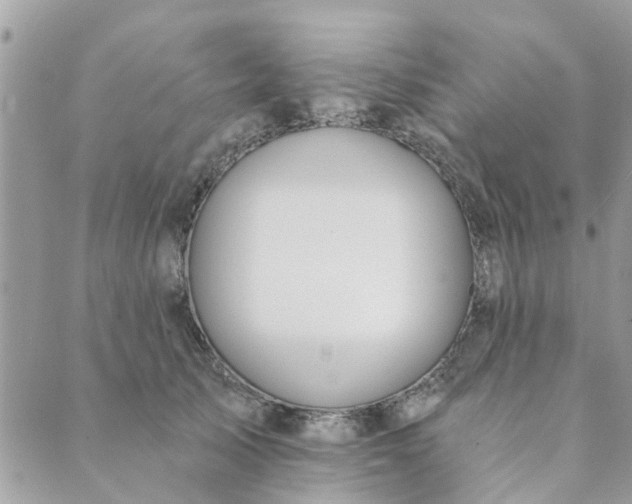 X0000089420705200706291033