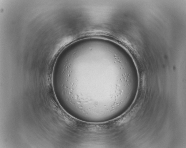 X0000089421405200706291021