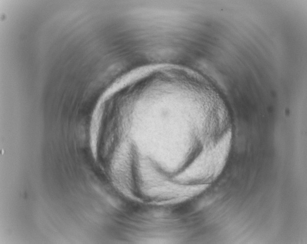 X0000089420065200707061329