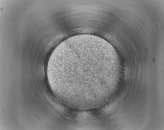 X0000089420254200707061326