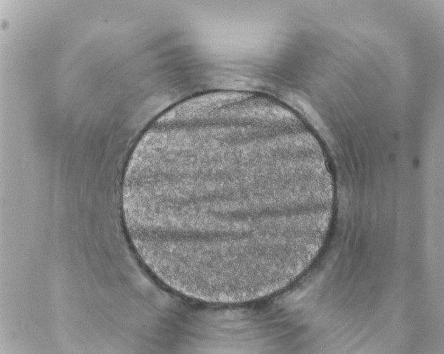 X0000089420433200707061322