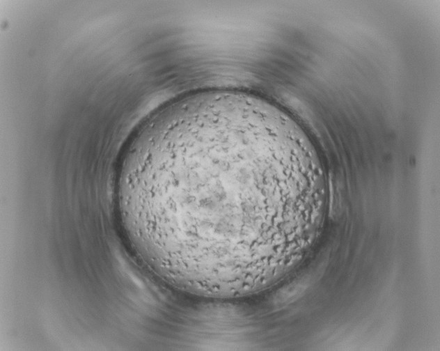 X0000089420435200707061322