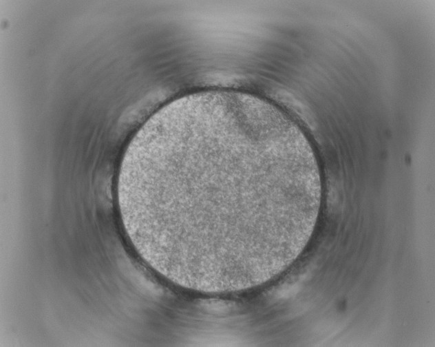 X0000089420633200707061319